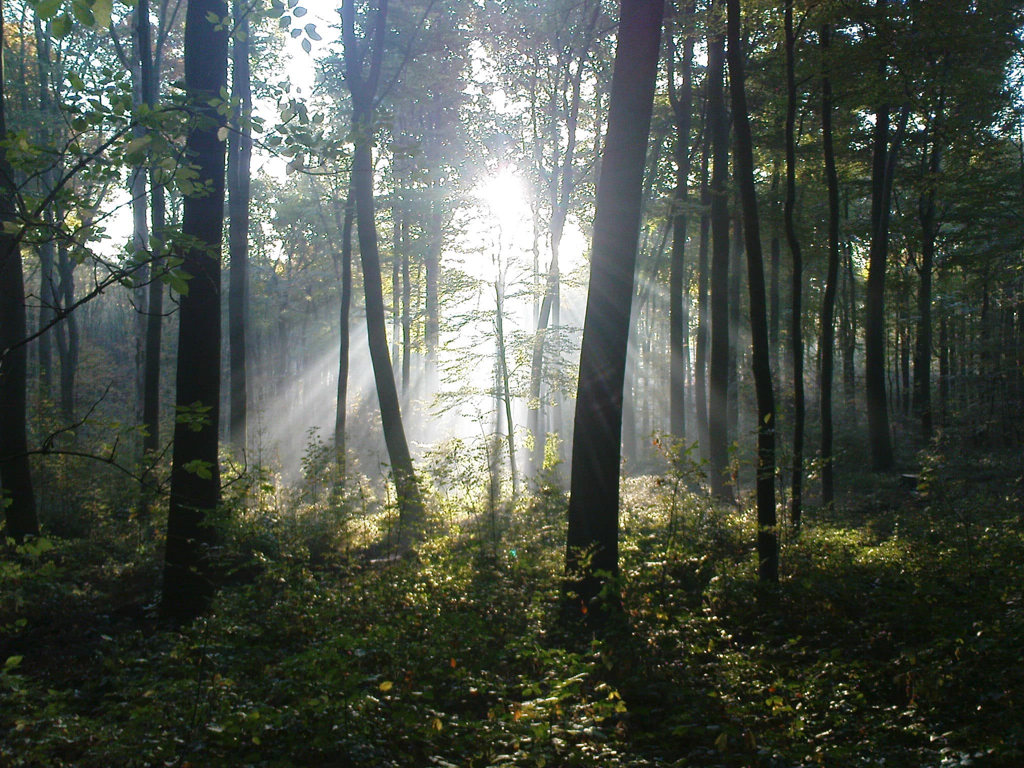 Sonnenstrahlen im morgendlichen Laubwald