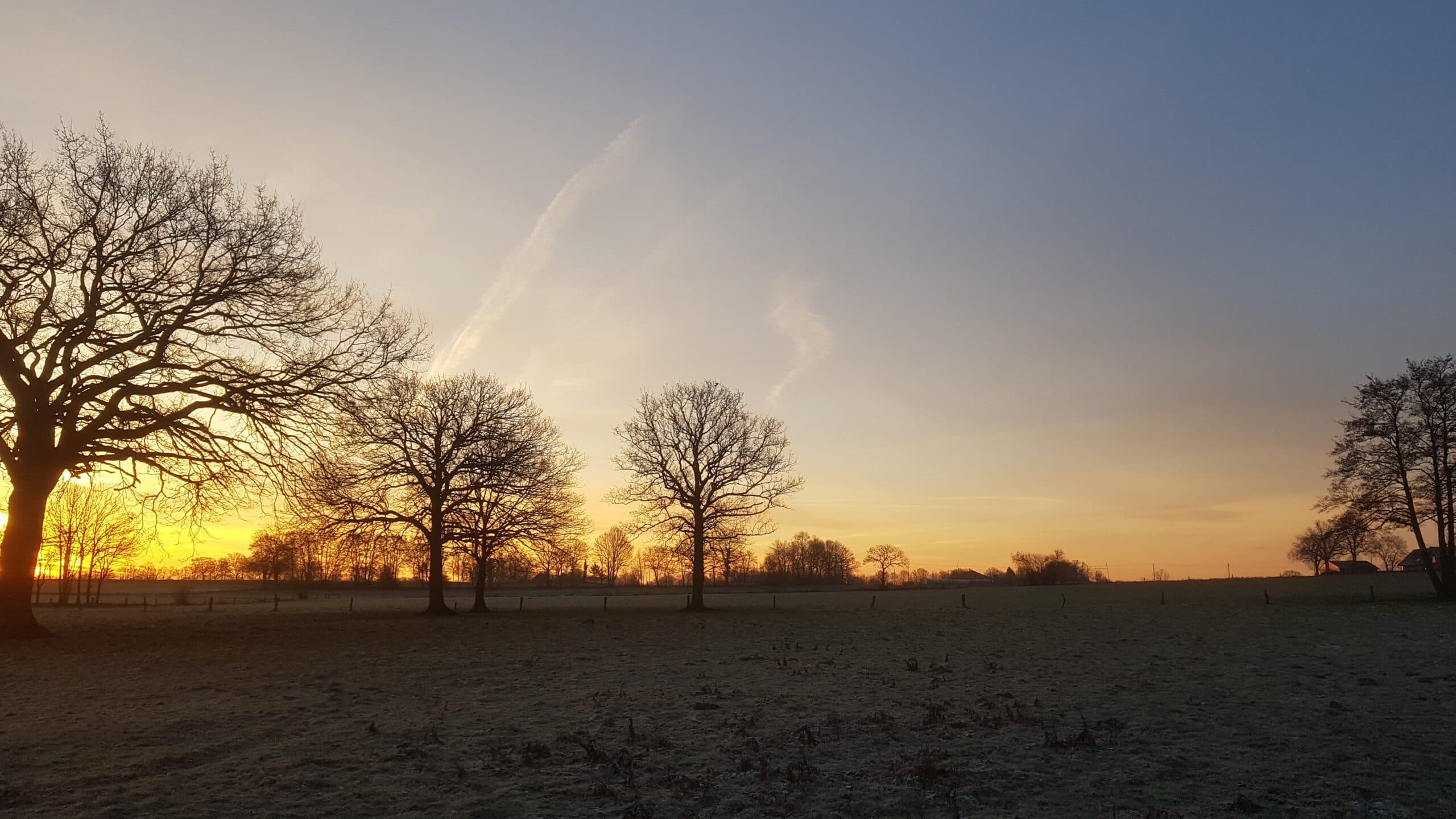 Kahle Eichen auf einer Wiese im winterlichen Sonnenuntergang